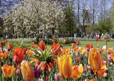 Keukenhof, Spring Cruise en bezoek een Bollenboerderij en een authentieke Windmolen